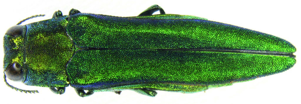 grün glänzender Asiatischer Eschenprachtkäfer in Nahaufnahme