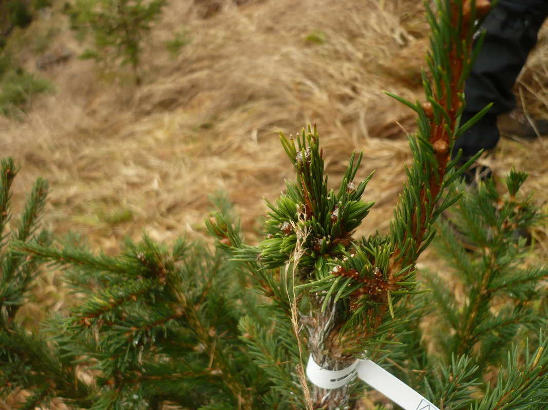 Jungpflanze mit Verbissschaden Jungpflanze mit Verbissschaden