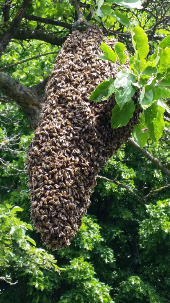 Bienenschwarm
