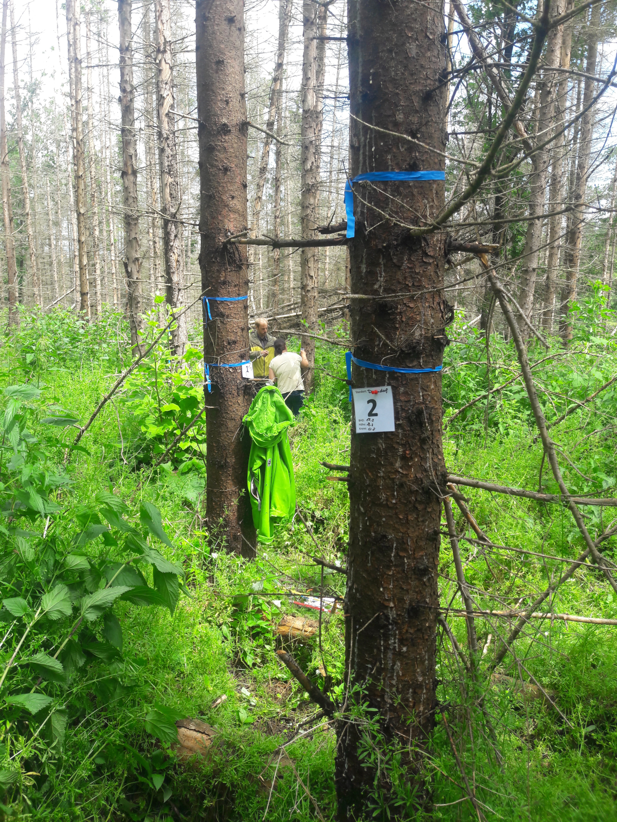 Fichtenstämme im Wald mit blauen Bändern und nummerierten Zetteln