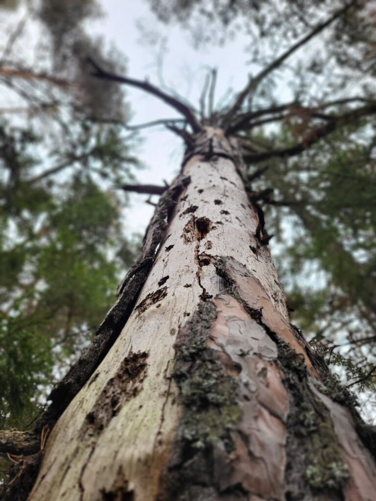 Kiefer im Wald von unten fotographiert