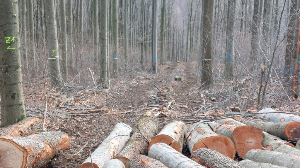 Mehrere Baumstämme liegen gefällt in einem Wald