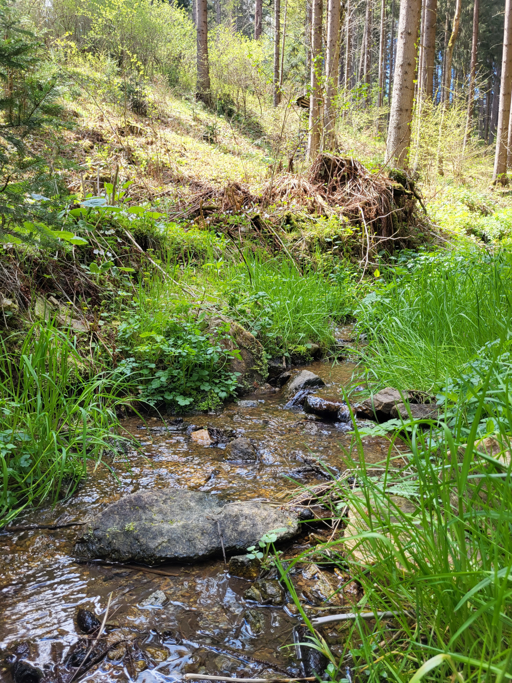 Kleiner Bach im Wald