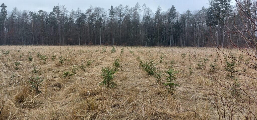 Wiese mit kleinen Tannen im Vordergrund