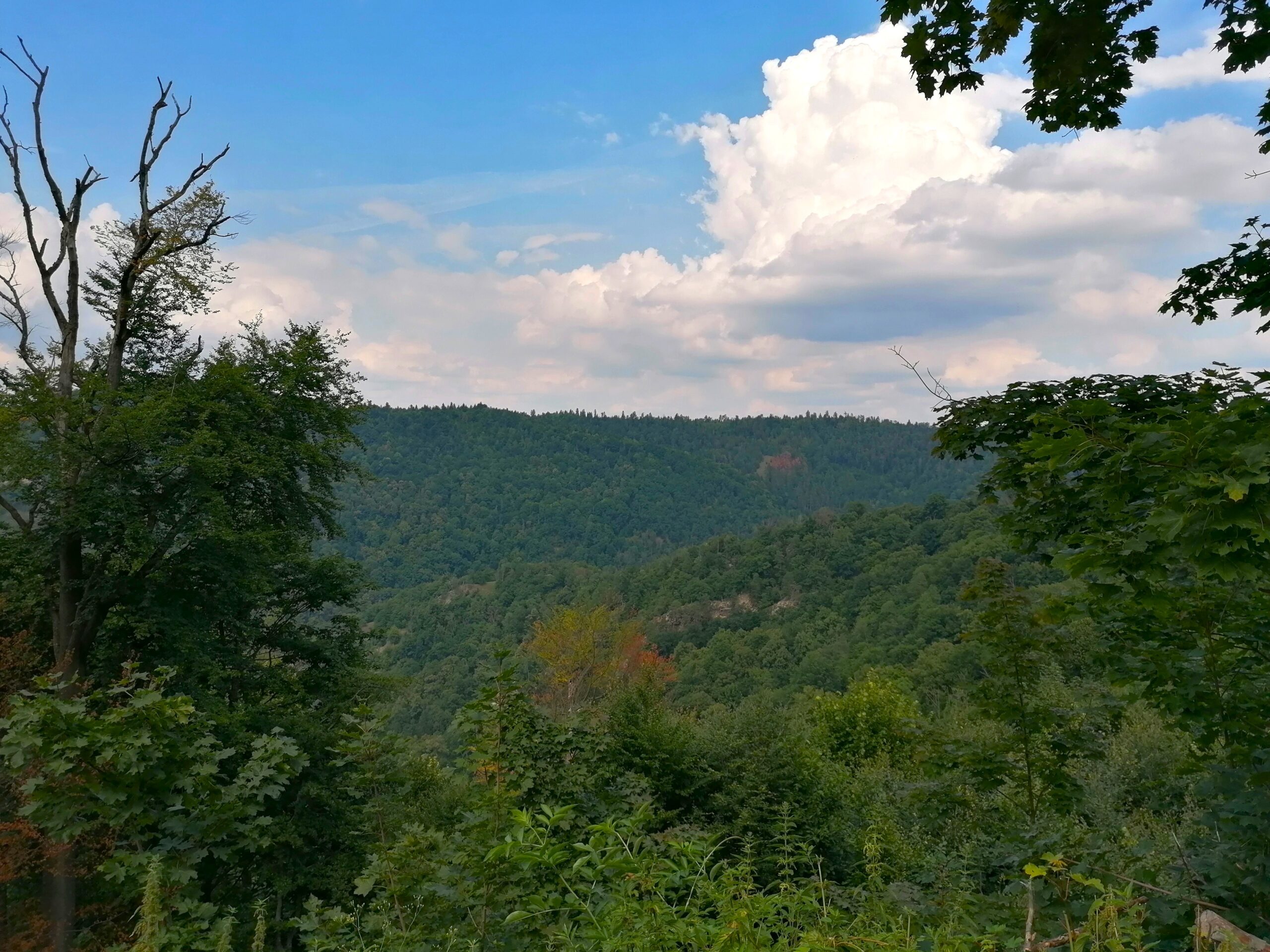 Blick über eine Waldlandschaft, unterschiedliche Baumarte