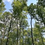 Klimawald Kamptal, Baumkronen