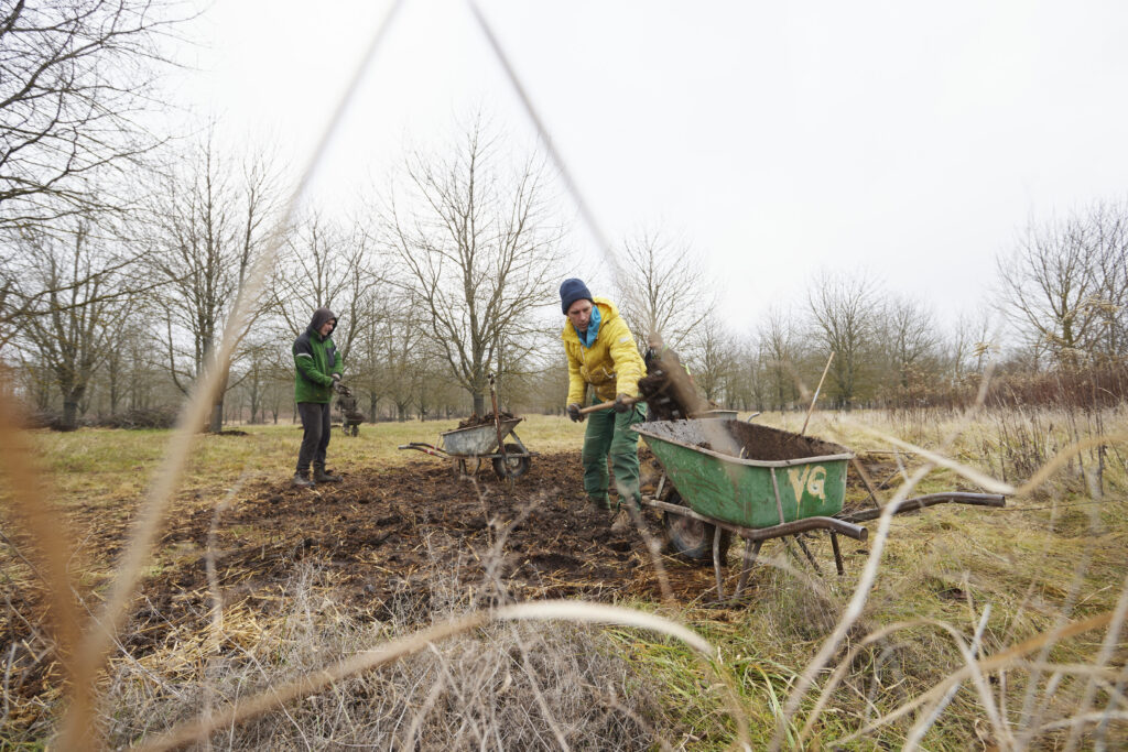 2 Personen in Arbeitskleidung beladen draußen Scheibtruhen mit Mist.