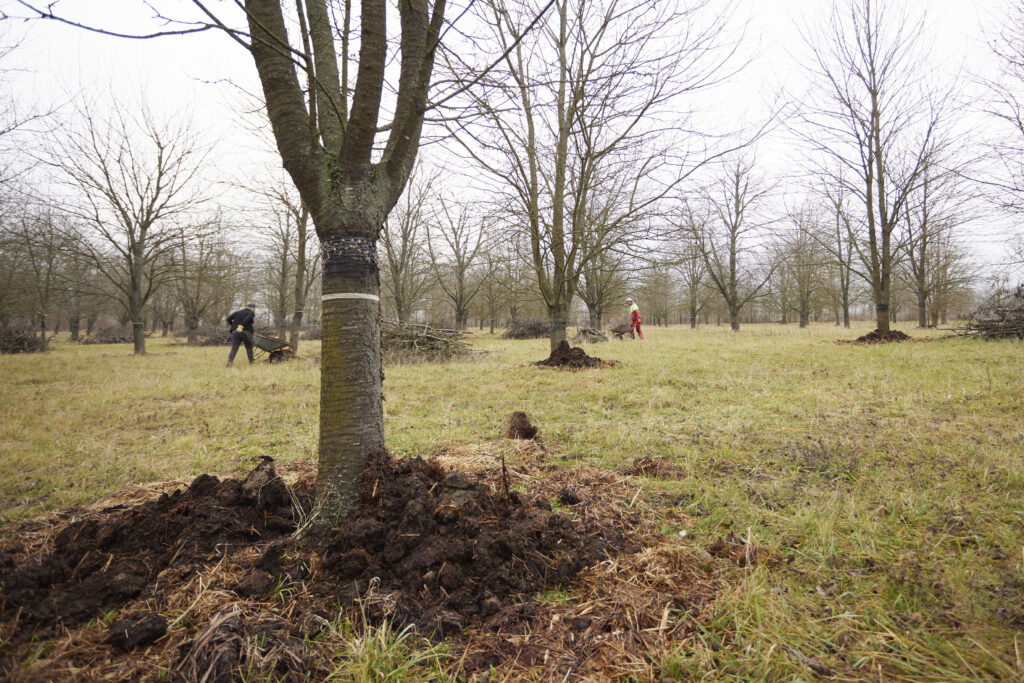 Vordergrund Baum ohne Blätter mit Mist kreisförmig um den Stamm. Im Hintergrund mehr Bäume und Personen mit Scheibtruhen.