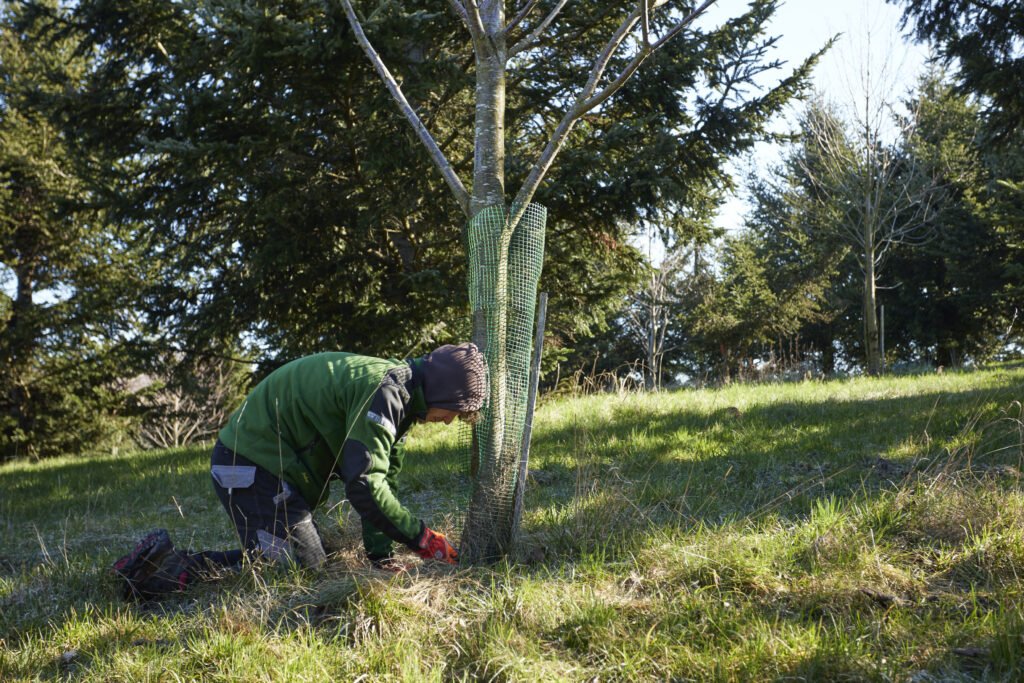 Person in Arbeitskleidung kniet vor enem jungen Baum mit Verbissschutz aus Draht und arbeitet.