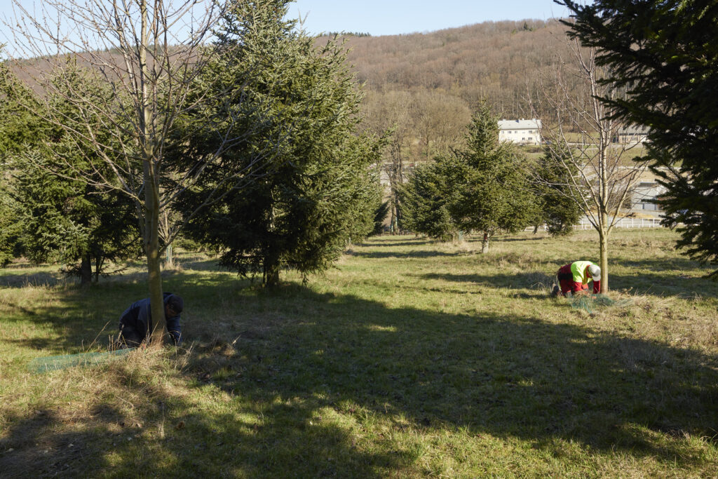 Grünfläche mit Nadelbäumen. Im Hintergrund rechts eine Person in Arbeitskleidung knieend arbeiten an einem jungem Baum.