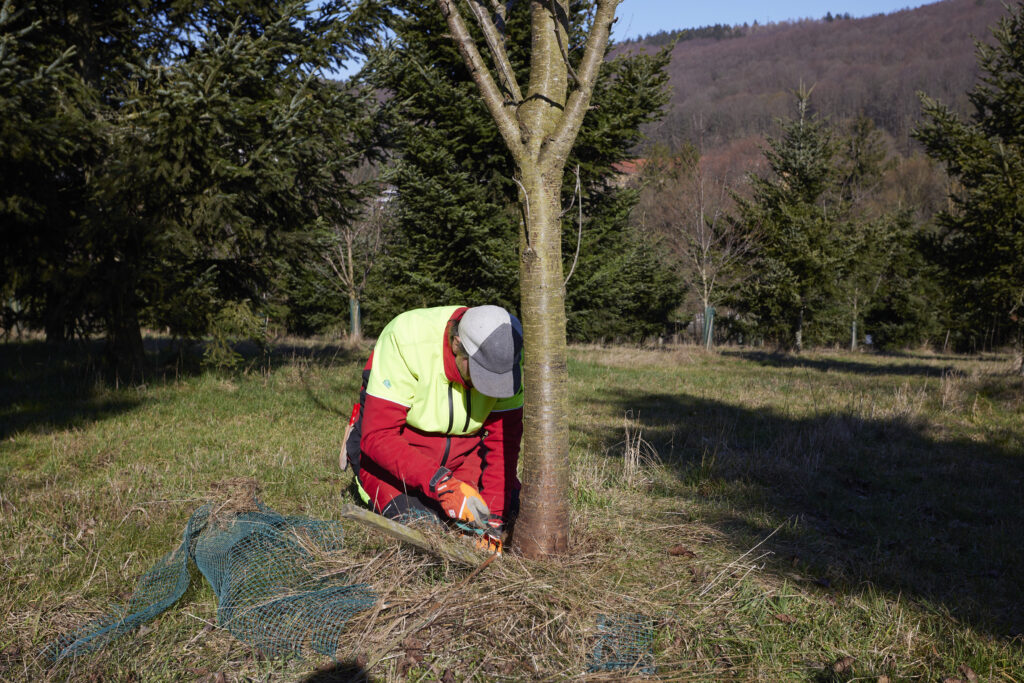 Person in Arbeitskleidung kniet an einem jungen Baum und entfernt einen kleinen Drahtzaun.