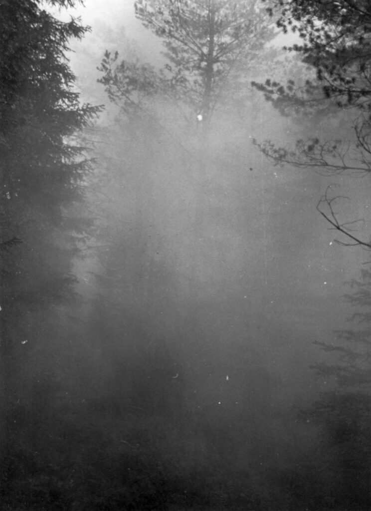 Älteres Schwarz-Weiß Foto, das Wald im Nebel zeigt
