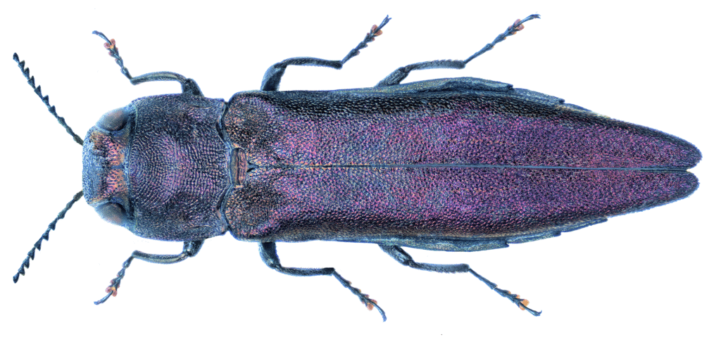 Auf dem Bild ist der Käfer Agrilus sinuatus zu sehen. Foto: Udo Schmidt/ccbysa 2.0.