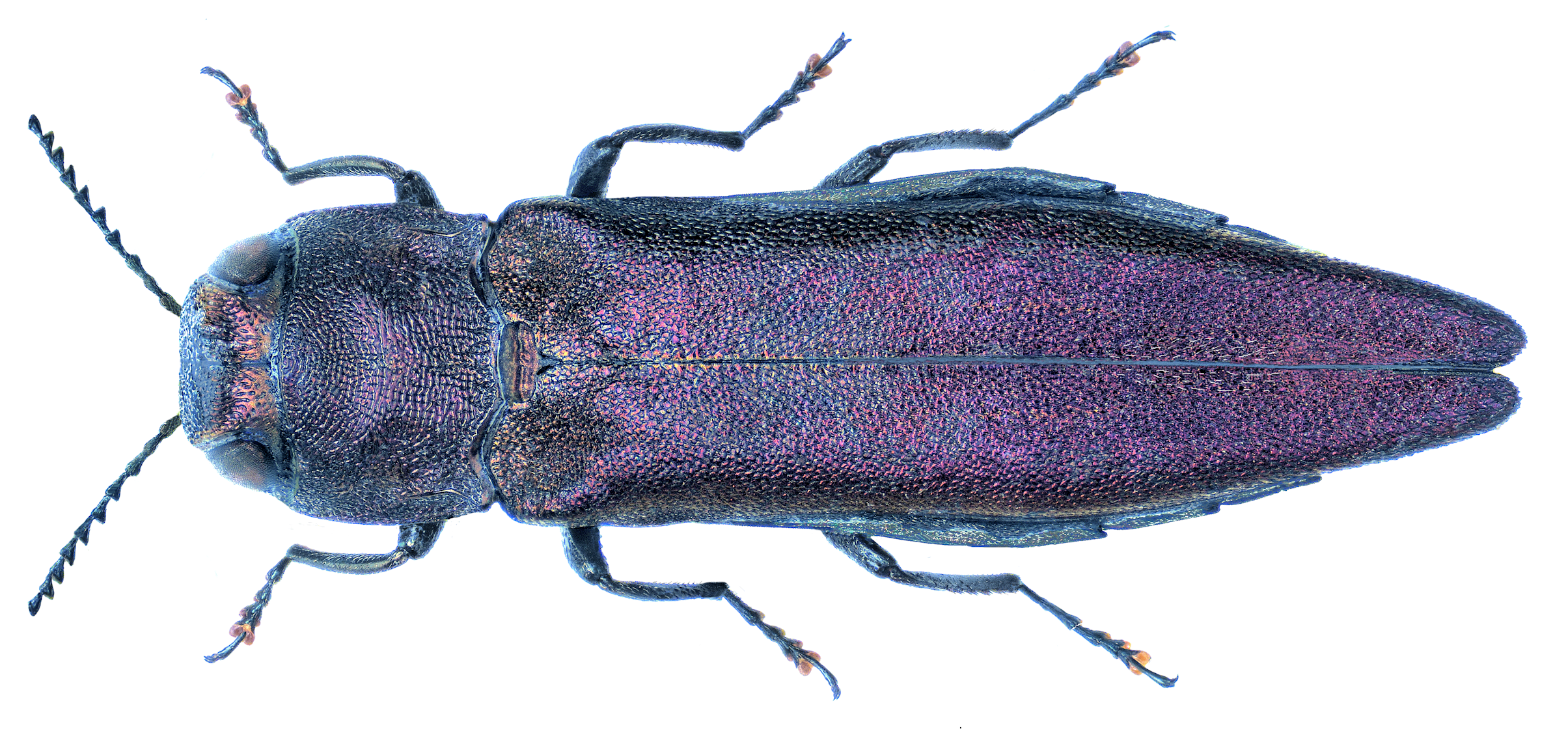 Auf dem Bild ist der Käfer Agrilus sinuatus zu sehen. Foto: Udo Schmidt/ccbysa 2.0.