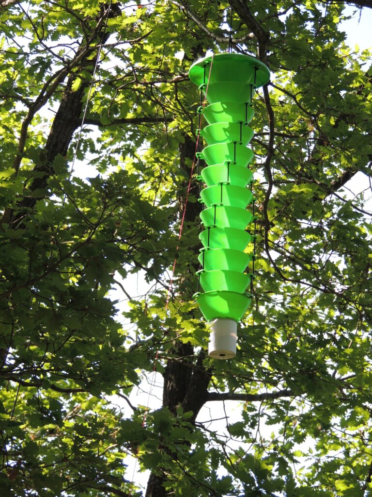 Auf dem Foto ist eine grüne Locksttofffalle für den Eschenprachtkäfer zu sehen. 