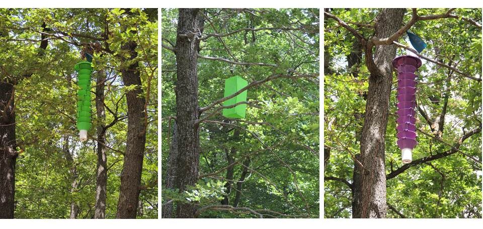 Drei Bilder zeigen längliche Lockfallen, die an Bäumen befestigt sind