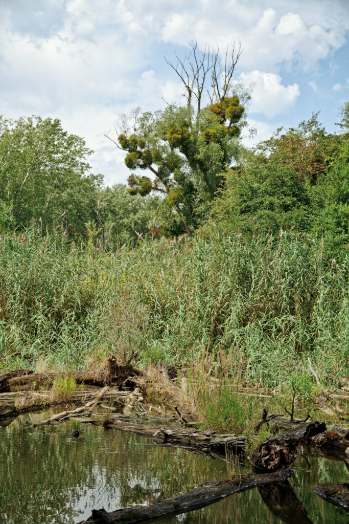 Auwald im Nationalpark Donauauen mit Wasser und angrenzenden Pflanzen am Ufer