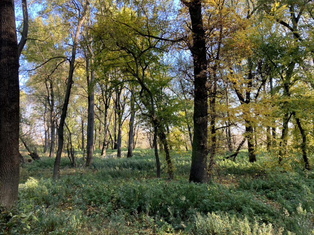 Ansicht eines Auwaldes mit bunten Bäumen