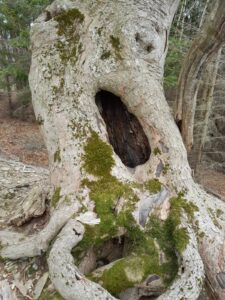 Neue Studie zeigt: Hohe Dichte an Baummikrohabitaten in unbewirtschafteten Wald-Trittsteinbiotopen entdeckt