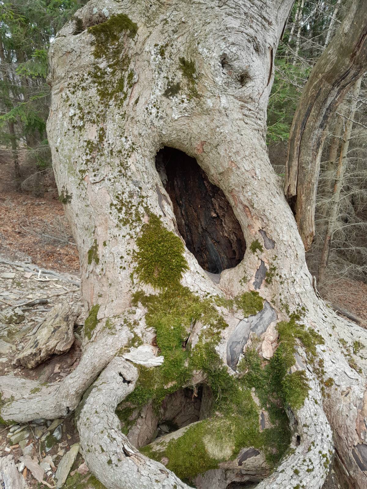 Auf dem Bild ist eine Mulmhöhle zu sehen. Sie gilt als ein Mikrohabitat an Bäumen.