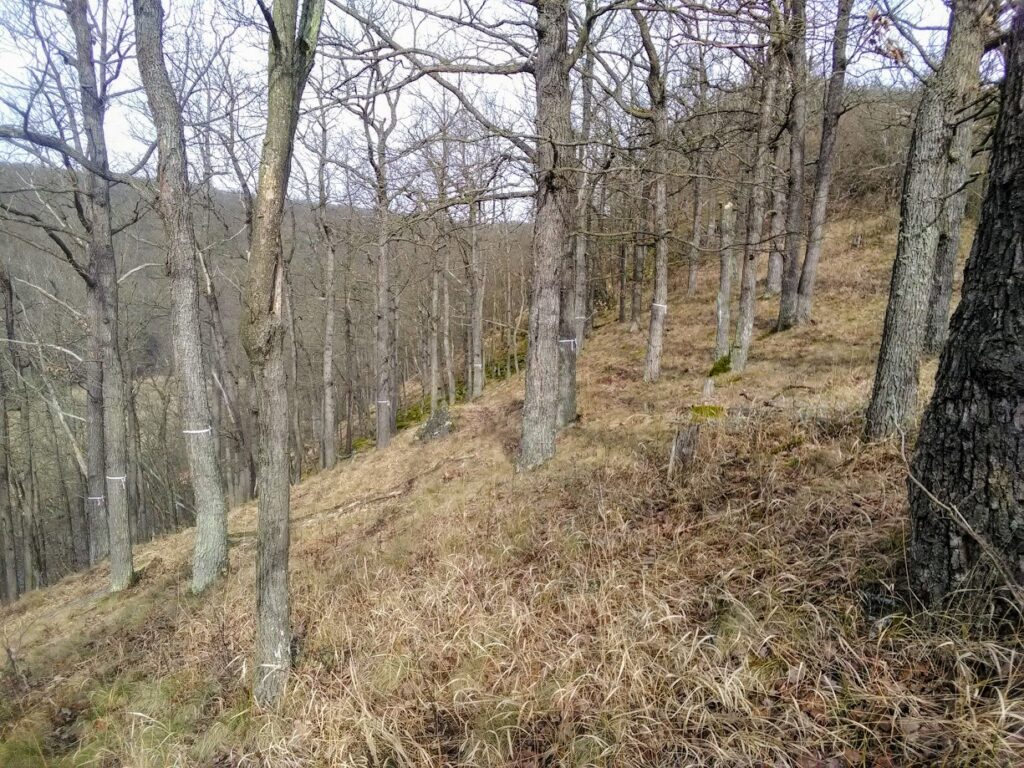 Traubeneichen im Nationalpark Thayatal