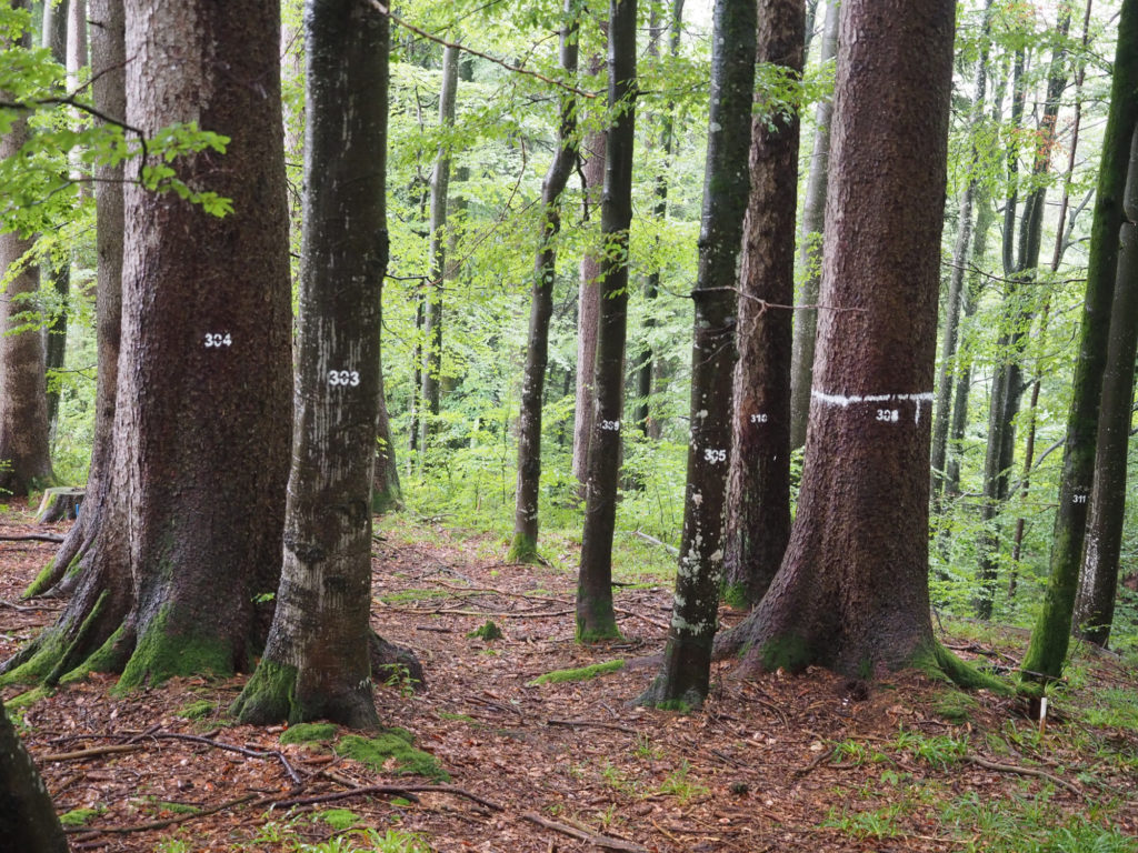 Nummerierte Bäume in einem Wald