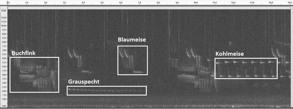 Spektogram, das den Vogelgesang von Buchfink, Grauspecht, Blaumeise und Kohlmeise zeigt.