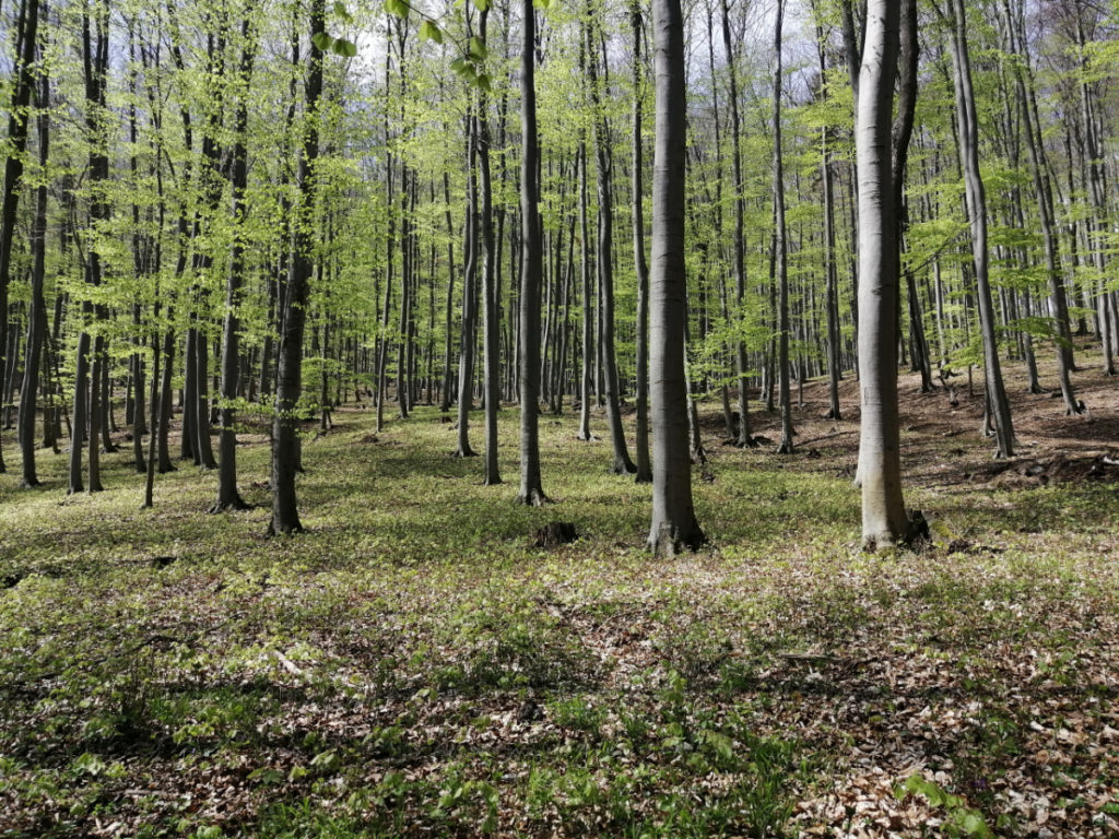 Buchenwald bei Pottenstein, Niederösterreich