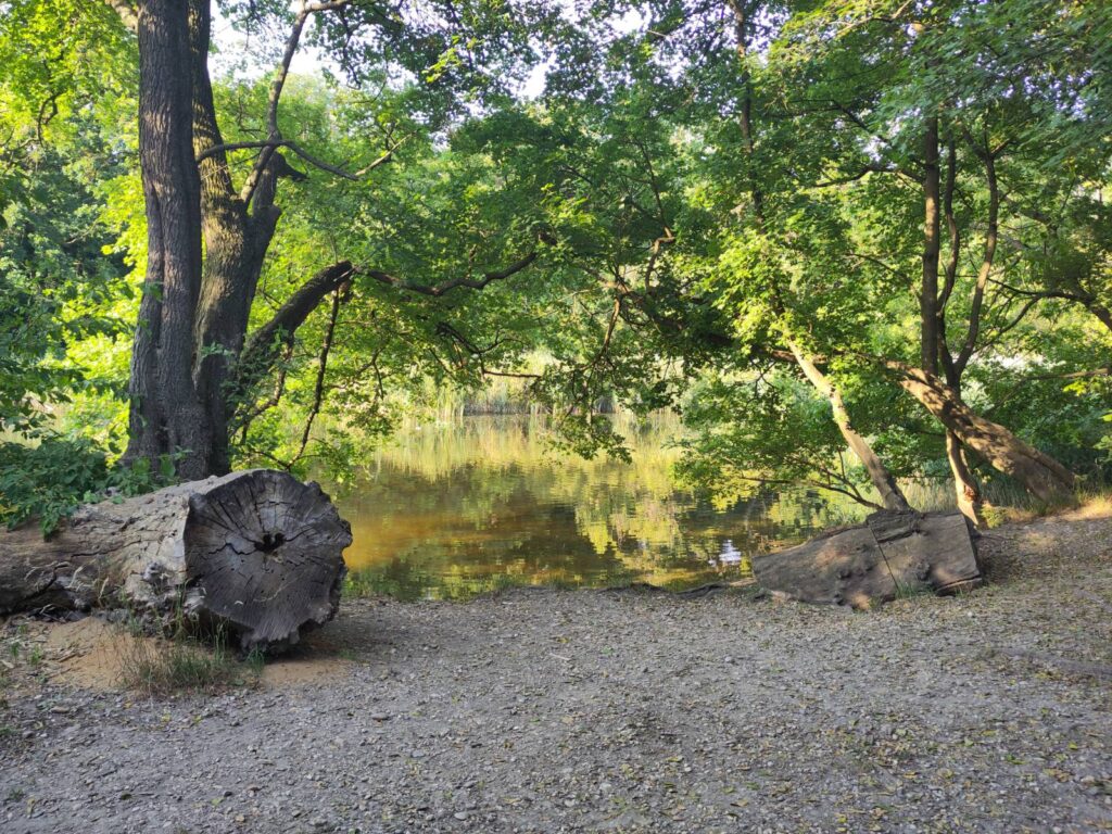 Weg im Wald im Sommer, Blick auf Wasser