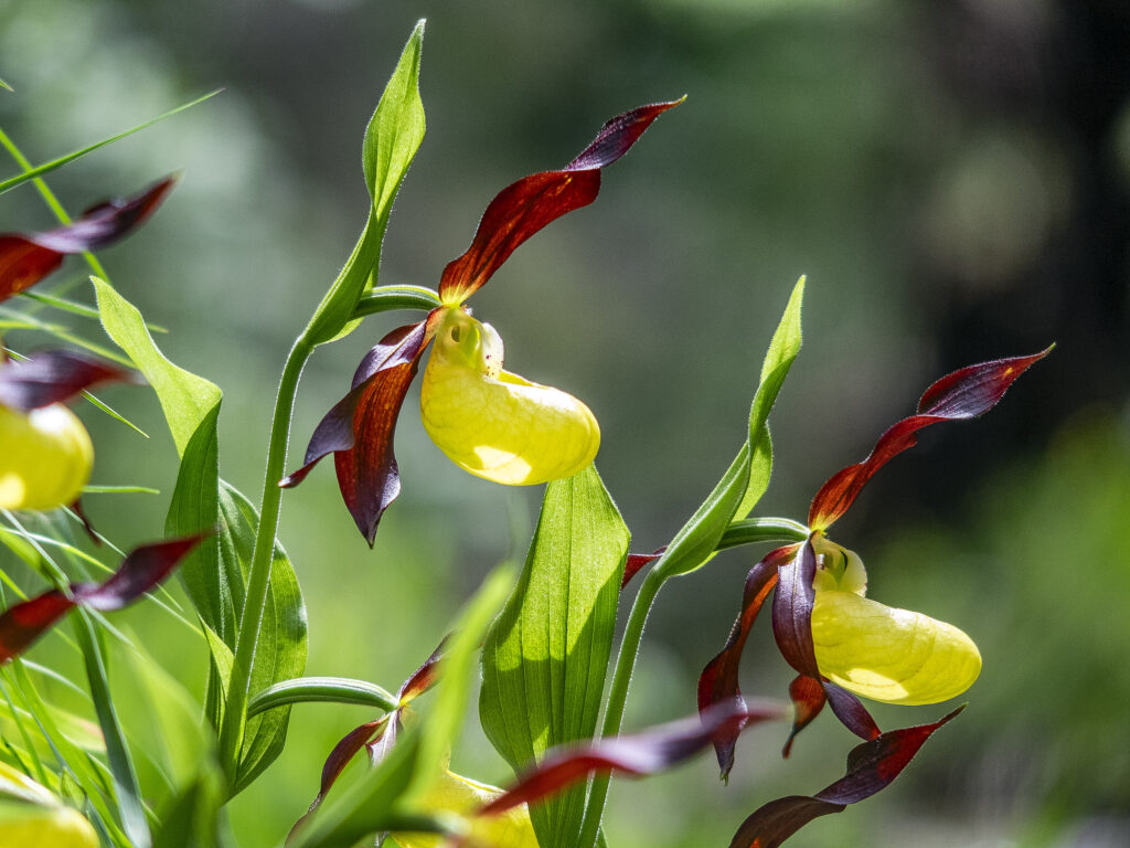 Auf dem Bild ist die Orchideenart Frauenschuh zu sehen.