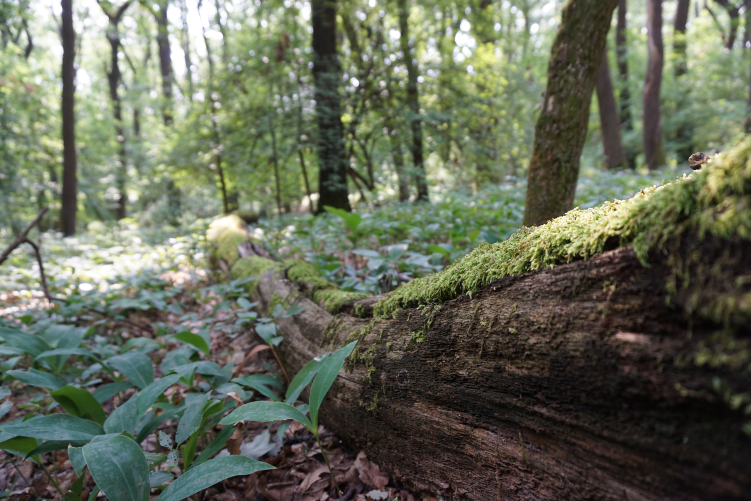 Ein abgestorbener Stamm liegt im Wald. Das nennt sich Totholz und ist wichtig für die Vielfalt des Waldes.
