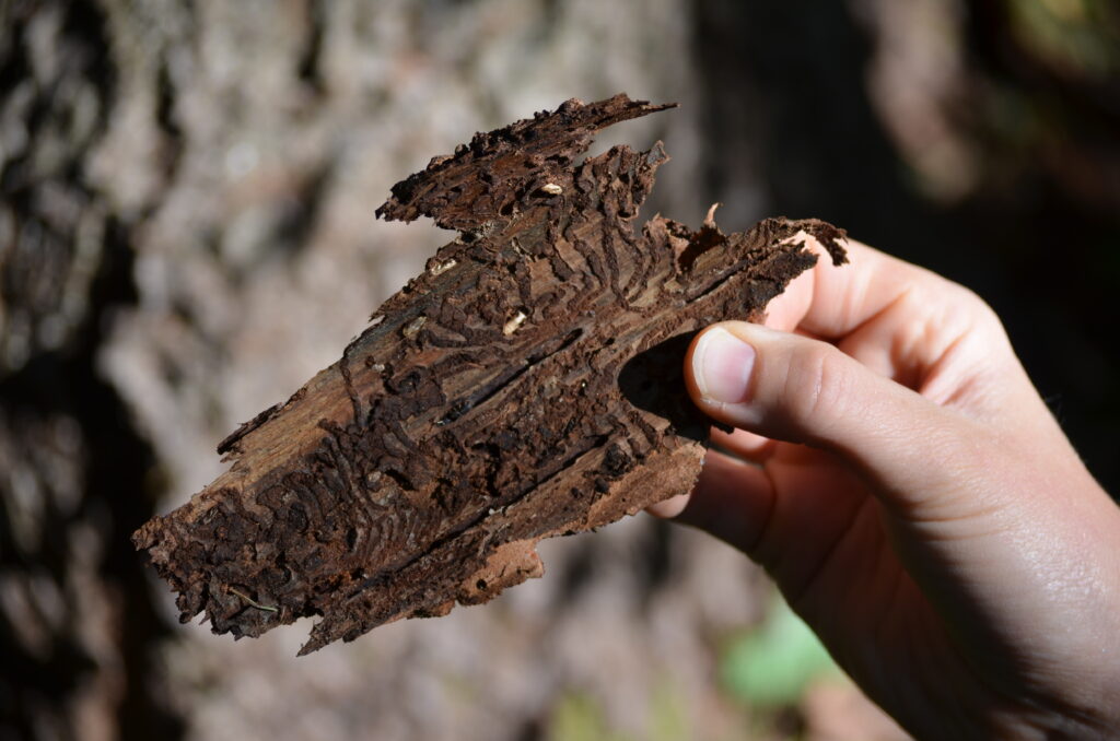 Foto mit Hand, die ein Stück Rinde hält, die von einer Borkenkäferlarve befallen ist.