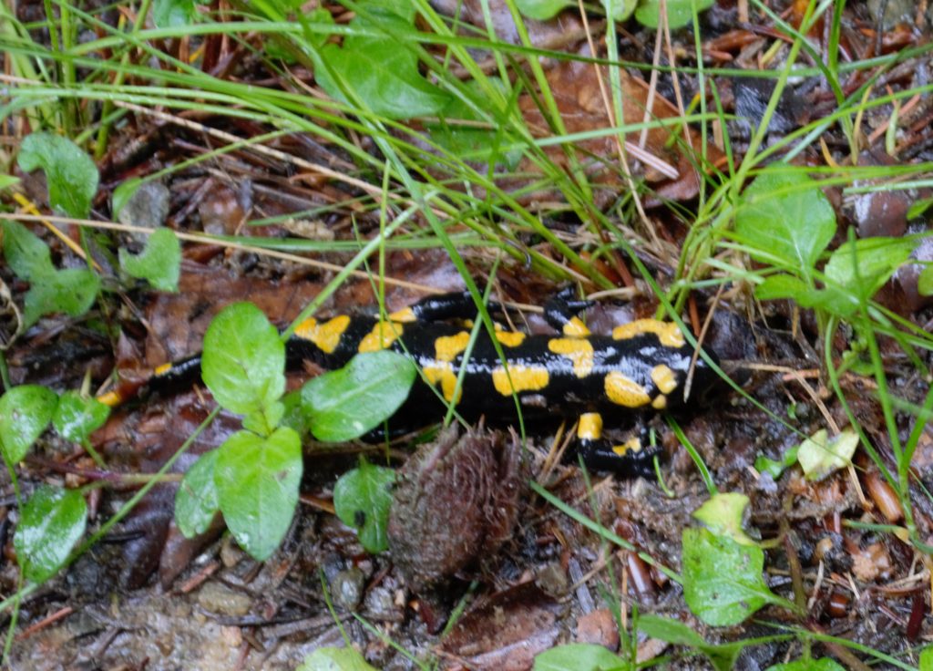 Feuersalamander