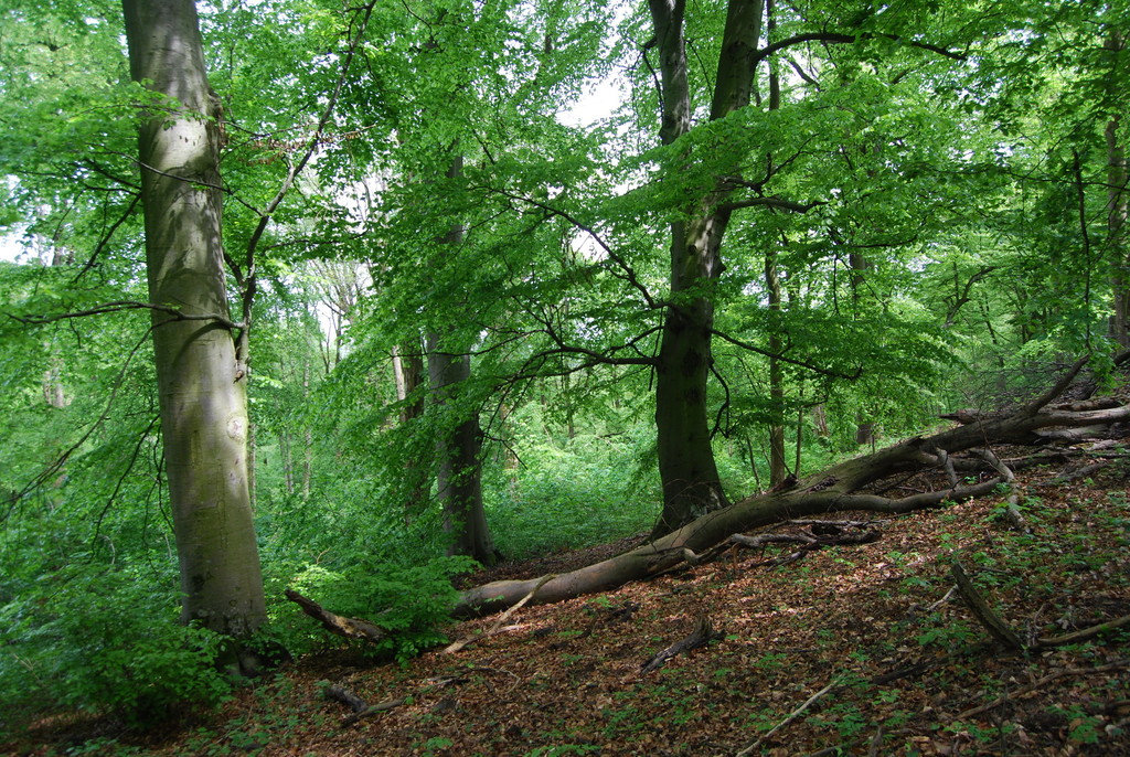 Buchenbäume im Wienerwald