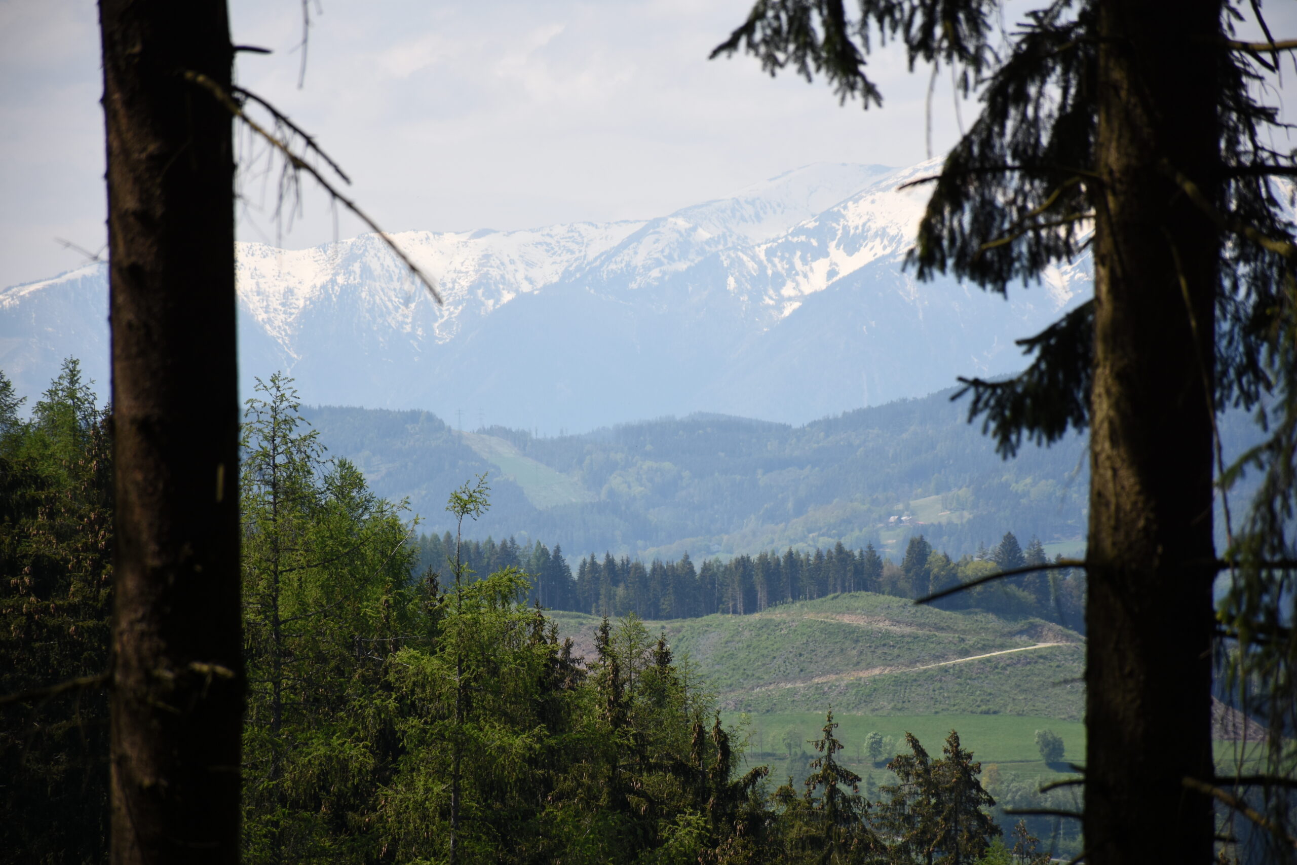 Auf dem Bild sind im Hintergrund Berge zu sehen, vorne Bäume.