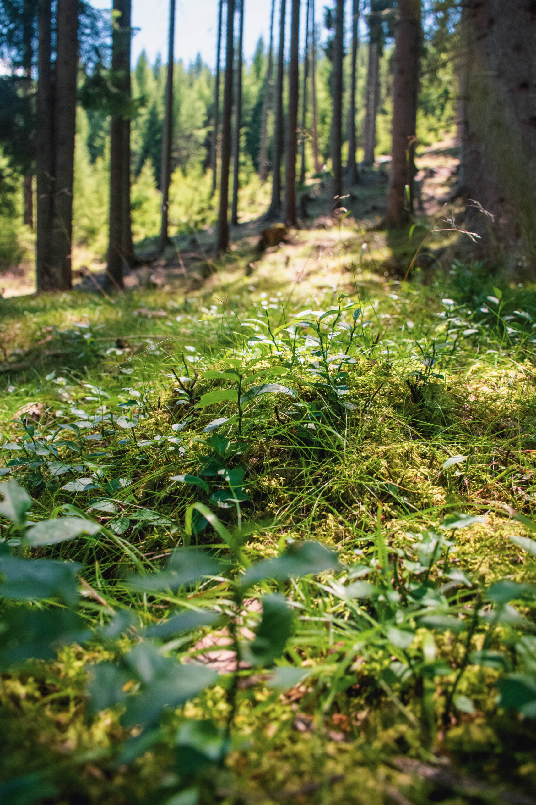 Waldboden