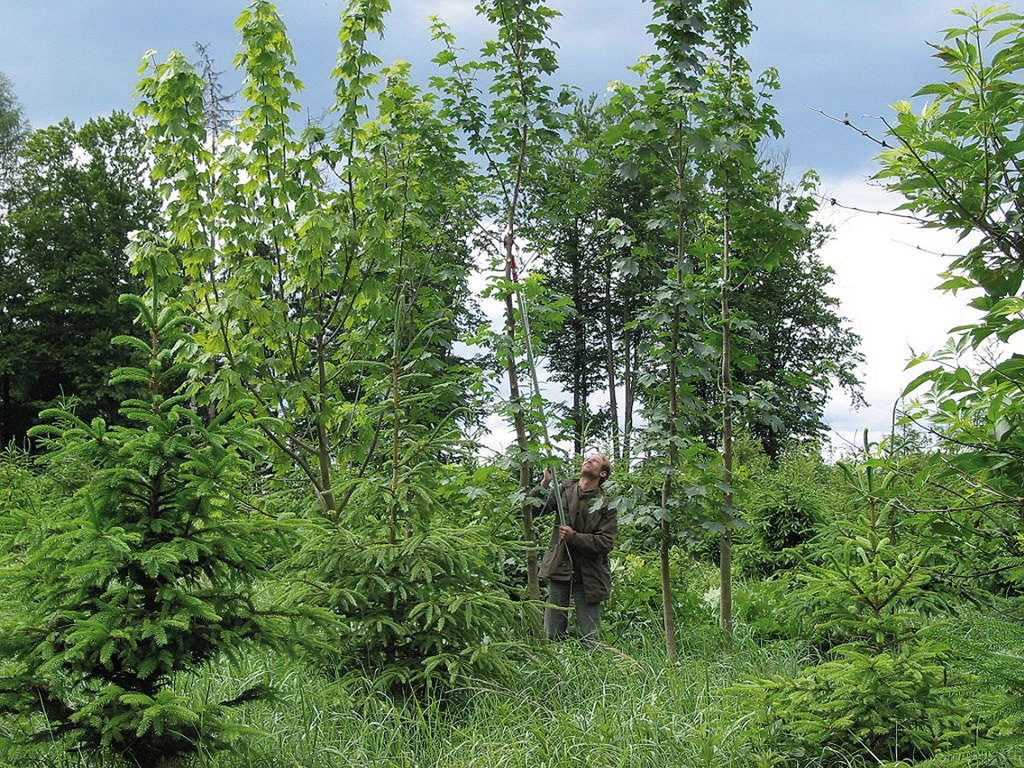 Vorwüchsiger Bergahorn- Kleintrupp im Fichtengrundbestand auf der Dauerversuchsfläche 920 bei Gerolding