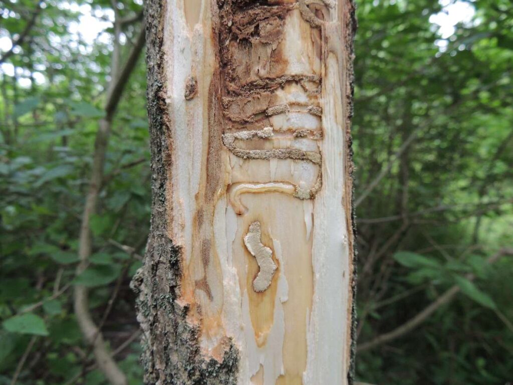 Hier ist ein Stamm zu sehen mit den typischen Fraßgängen der Larven des Eschenprachtkäfers. 