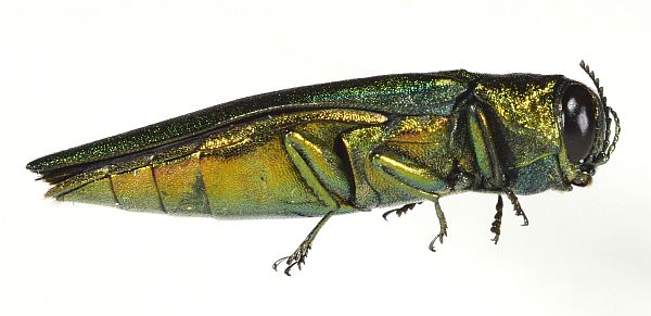 The Emerald Ash Borer has invaded North America and European Russia and is causing massive Tree Mortality; Photo: James Connell/BFW