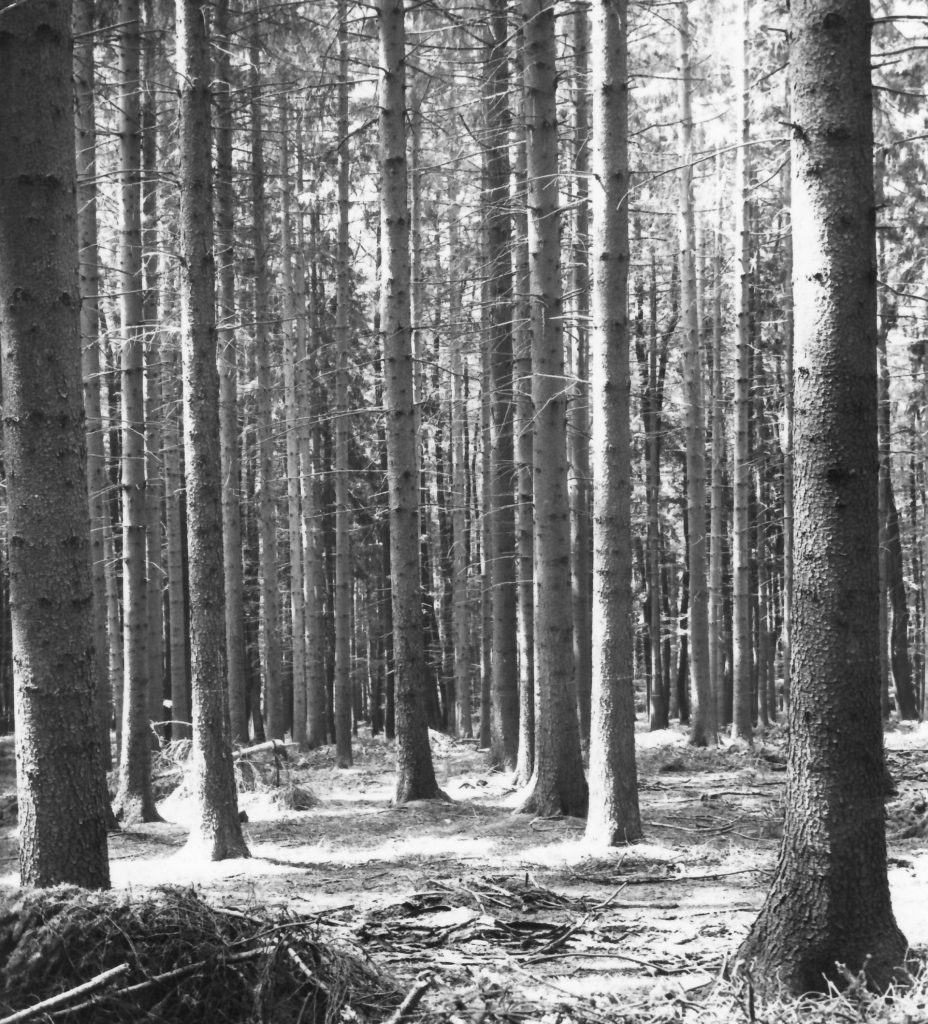 Schwarz-Weißbild Fichten