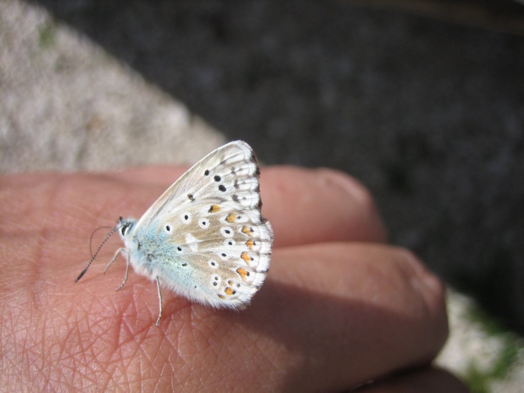 Schmetterling