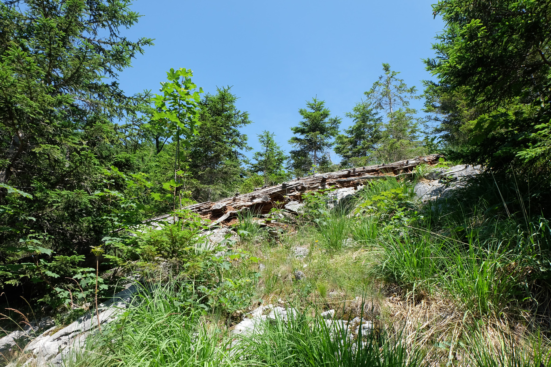 Waldbild