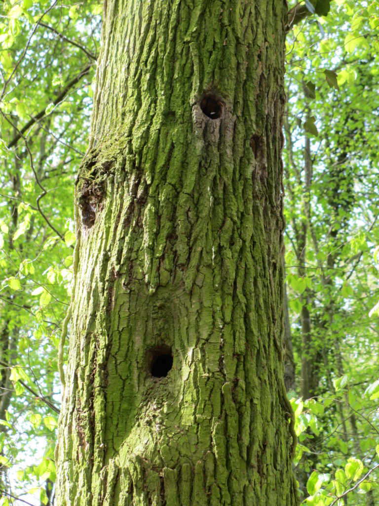 Baumstamm mit Höhlen