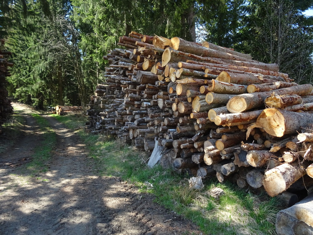 Holzpolter im Wald