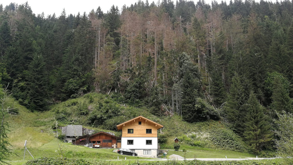 Haus mit befallenem Borkenkäfer-Wald in Hopfgarten