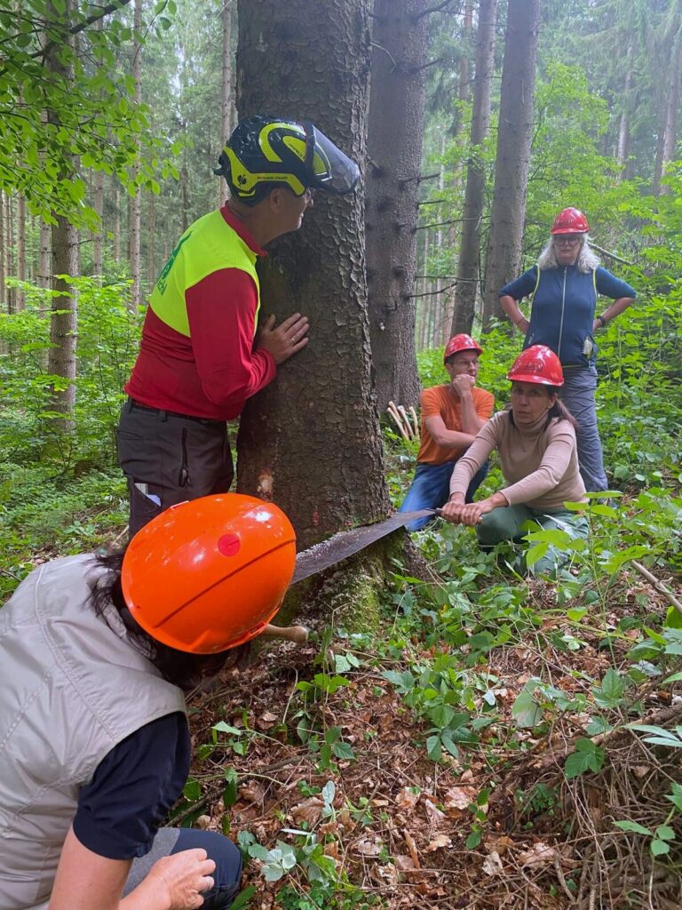 Gruppe im Wald mit Schutzhelmen. 2 Personen sägen mit einer Zugsäge einen Baum. 1 Person steht am Baum, 2 sehen zu.