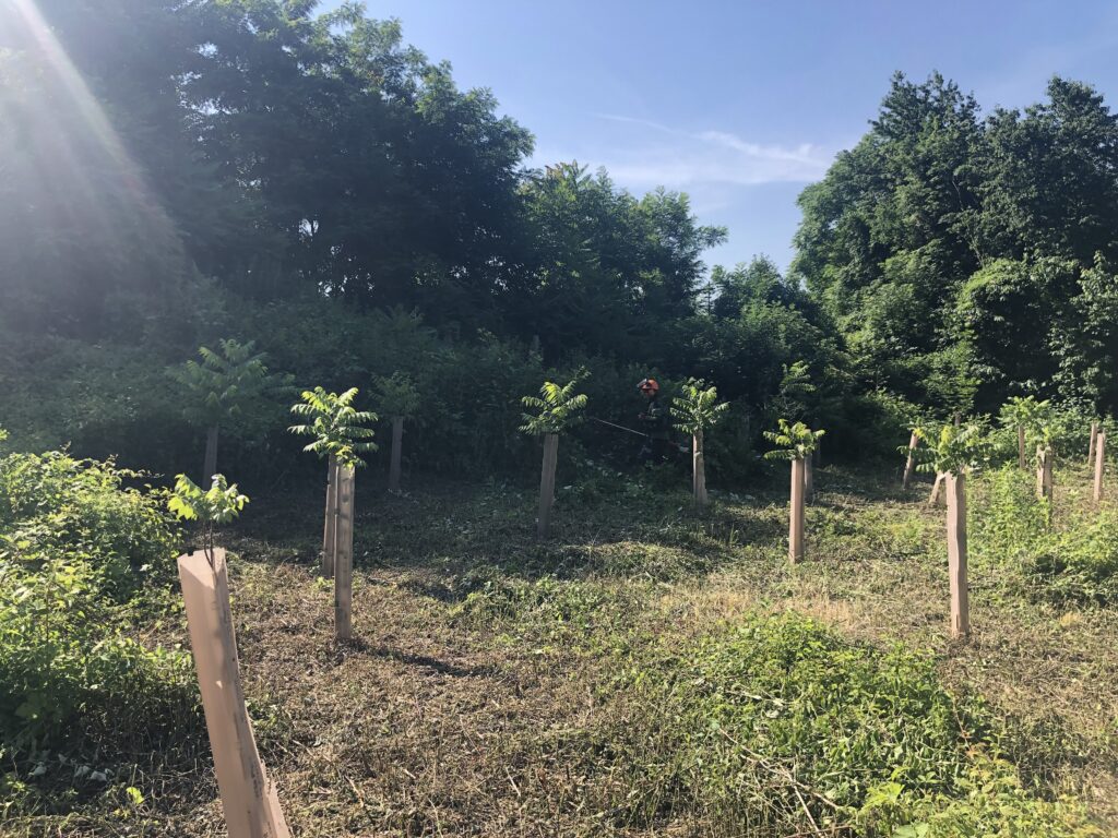 freigeschnittene Jungbäume mit Verbisschutzhüllen.