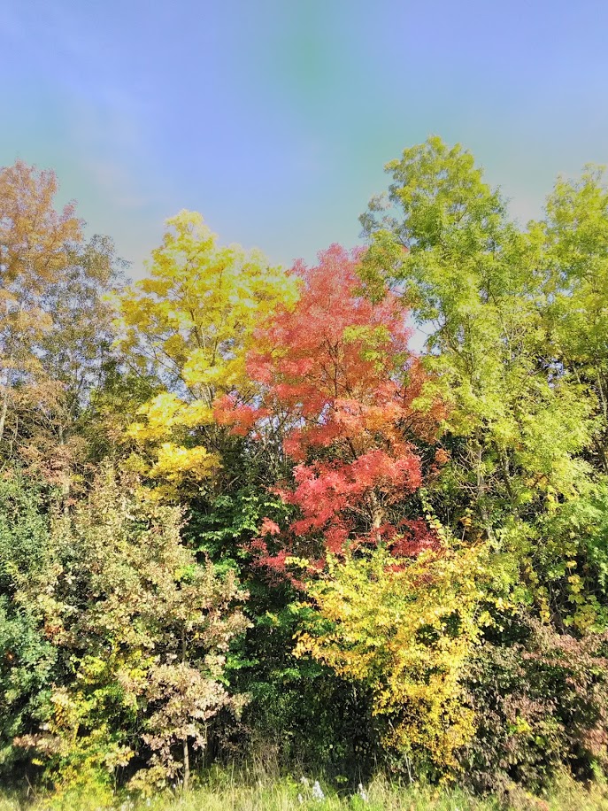 Quirlesche im Herbst, gelb und rote Blätter