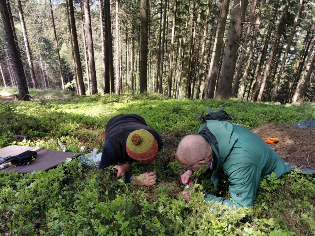 Zwei Männer liegen auf dem Waldboden gebeugt und untersuchen den Waldboden
