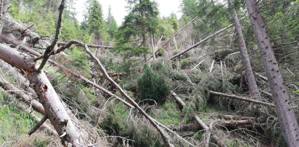 Umgestürzte, von Borkenkäfer geschädigte Bäume in einem Wald